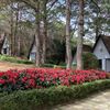 Ảnh người dùng đánh giá TTC Resort – Đồi Mộng Mơ