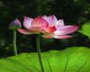 Ảnh người dùng đánh giá Khách sạn Lotus Ninh Bình Ảnh người dùng đánh giá Khách sạn Lotus Ninh Bình