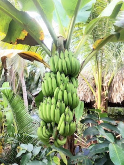 Ảnh Homestay Nam Hàm Luông