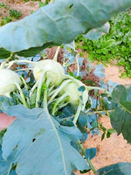 Ảnh Ninh Binh Green Farmstay