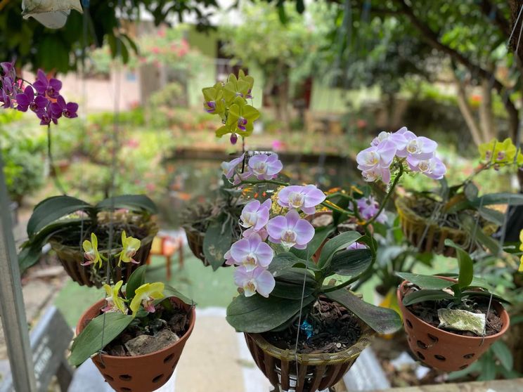 Ảnh Thao Nguyen Xanh