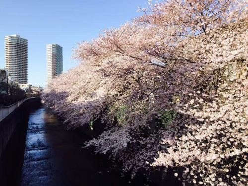 Ảnh 新宿の家-畳み3部屋 Maison a Shinjuku - pedalmi chambre 3 personnes 106