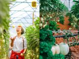 Khu vườn dưa hấu pepino đáng yêu cho bộ ảnh siêu chất tại Đà Lạt năm 2025