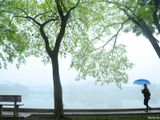 Hoa sưa nở muộn giữa sương mù Hà Nội năm 2025