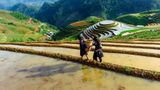 Nhuộm nắng ruộng bậc thang Tây Bắc mùa nước đổ năm 2025
