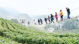 Lối đi bộ trên không ngắm đồi chè ở Trung Quốc năm 2025