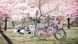 Rực rỡ sắc màu lễ hội Hanami ở Nhật Bản năm 2025