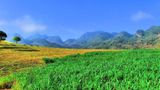 Mộc Châu thương nhớ... năm 2025