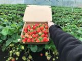 “Bỏ túi” kinh nghiệm hái dâu Đà Lạt năm 2025