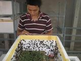 Trại Dế năm 2025