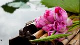Hồ Tây lung linh hương sắc sen hồng những ngày đầu hạ năm 2025