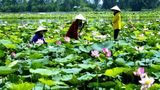 Dáng hình Việt Nam qua những hồ sen dọc miền đất nước năm 2025