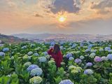 Lịch trình du lịch Đà Lạt 4 ngày 3 đêm để khám phá bằng hết thành phố ngàn hoa xinh đẹp năm 2025