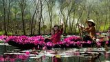 Lịch trình tham quan chùa Hương Hà Nội Tết 2025