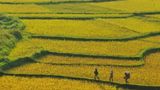 Mùa vàng trên đỉnh Pù Luông xứ Thanh năm 2025