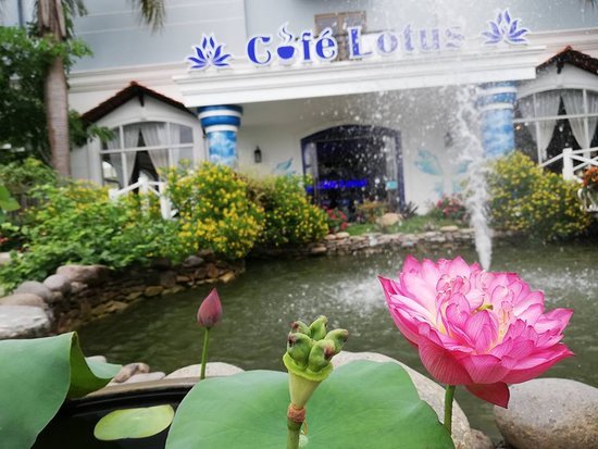 Ảnh Café Lotus Ninh Kiều