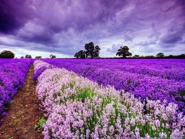 Ảnh Khu Du Lich Lavender Da Lat