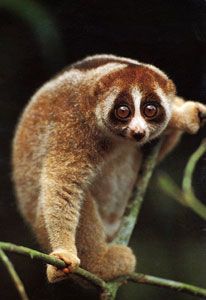 Slowloris