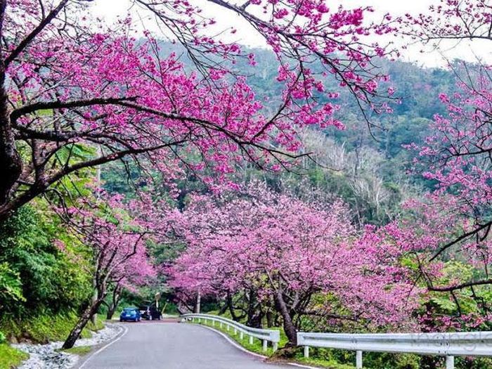 Kết quả hình ảnh cho anh Đạo Nhật Bản