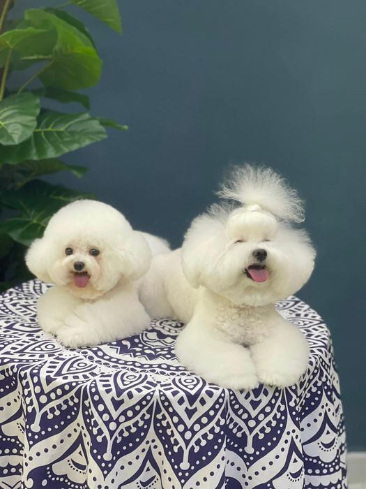 Phòng Khám Thú Y Pet Farm hình ảnh 1