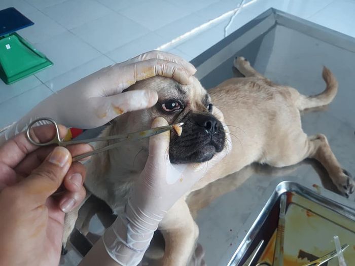 Phòng khám Thú Y Thiện Hằng - Hình ảnh 1