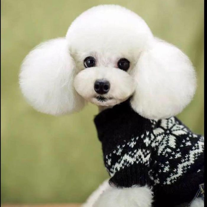 Hình ảnh Phòng Khám Thú Y Gia Huy 1