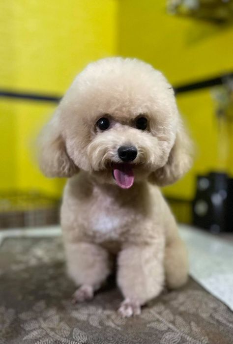 Hình ảnh Phòng Khám Thú Y Công Triết 1