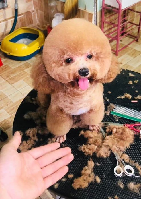 Hình ảnh Phòng Khám Thú Y Công Triết 2