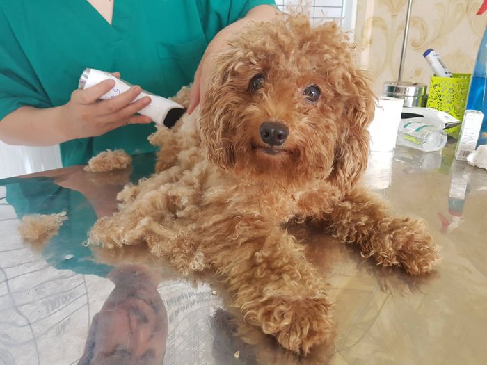 THÚ Y THỐNG NHẤT hình ảnh 2