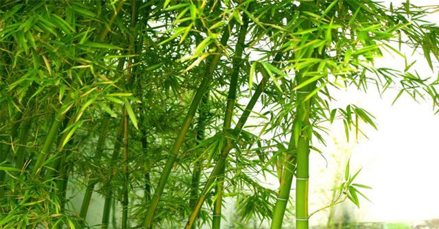 Ảnh minh họa (Nguồn internet) ảnh 1