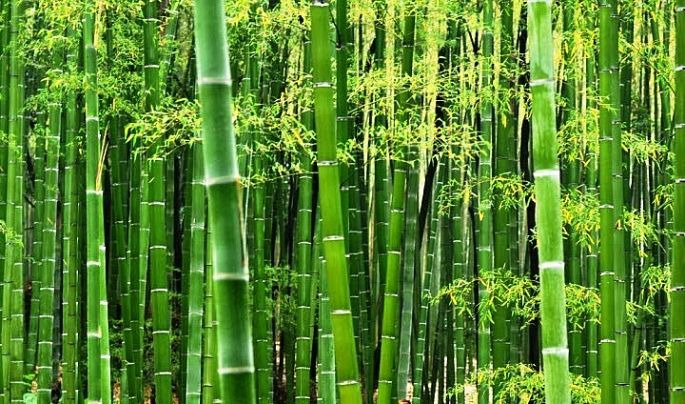 Ảnh minh họa (Nguồn internet) ảnh 1