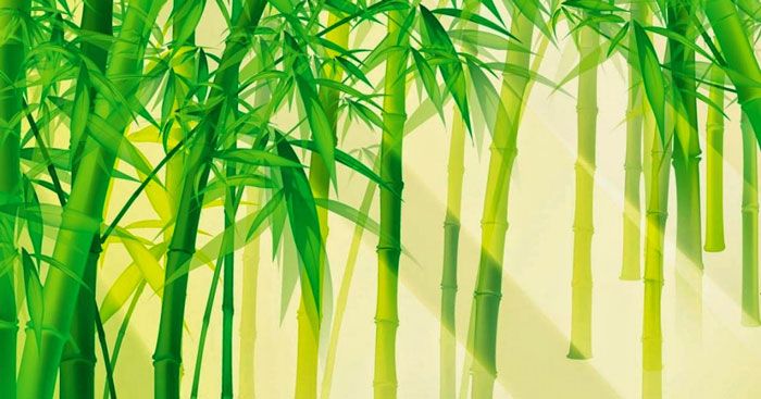 Minh họa (Nguồn internet) ảnh 1