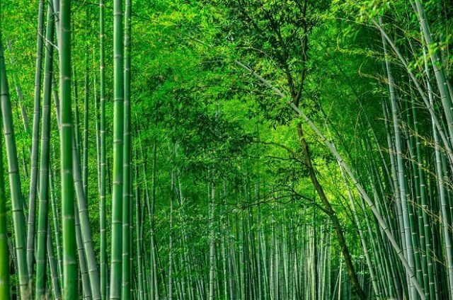 Minh họa (Nguồn internet) ảnh 1