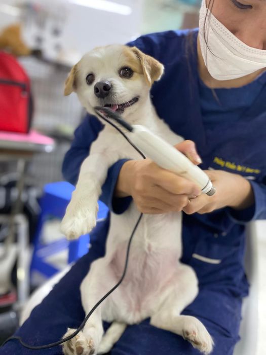 Bộ sưu tập hình ảnh độc đáo về Phòng Khám Thú Y Amour Vet - nơi yêu thương và chuyên môn hòa quyện.