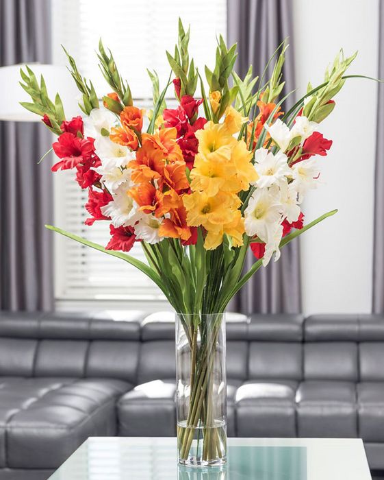 Hoa Lay ơn đỏ thắm kiêu hãnh khoe sắc