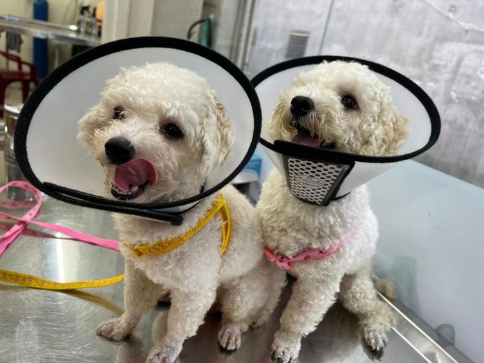 Phòng Khám Thú Y Bee Pet - Hình ảnh 1
