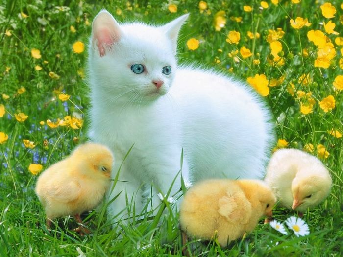 Hình ảnh chú mèo vàng trắng đang nằm duỗi dài dưới nắng ấm