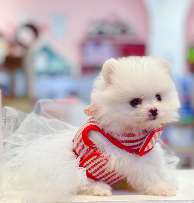 Hình ảnh Mật Pet Family 2