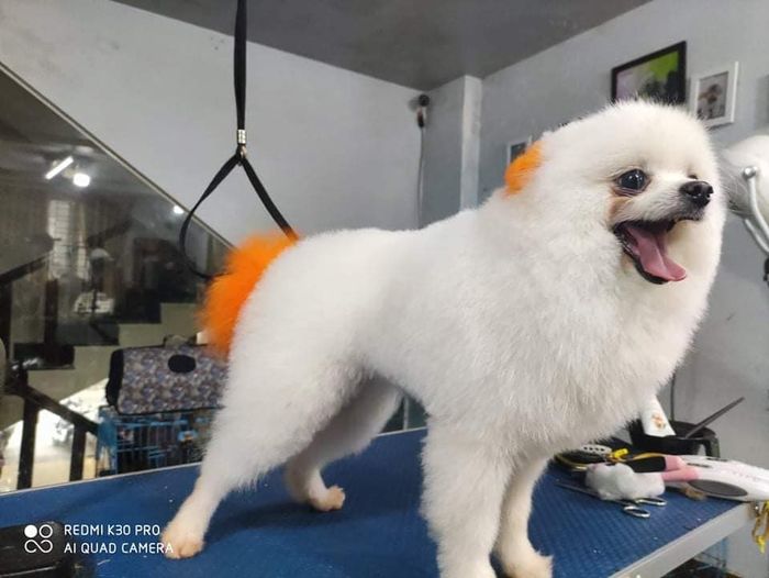 Hình ảnh không gian chăm sóc thú cưng tại Royal Pet Shop