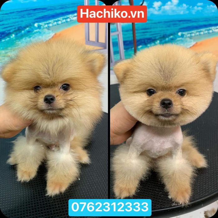 Tiệm thú cưng Hachiko hình 2