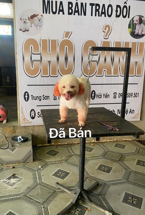 Sơn Yến Chó Cảnh - Hình ảnh 1