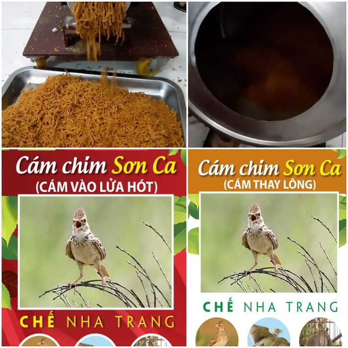 Ảnh 1 của Cám chim sơn ca 'CHẾ NHA TRANG'