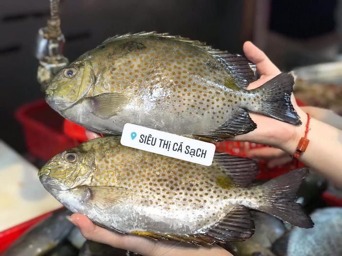 Siêu Thị Cá Sạch - Nơi hội tụ những mẻ cá tươi ngon nhất (Ảnh 2)