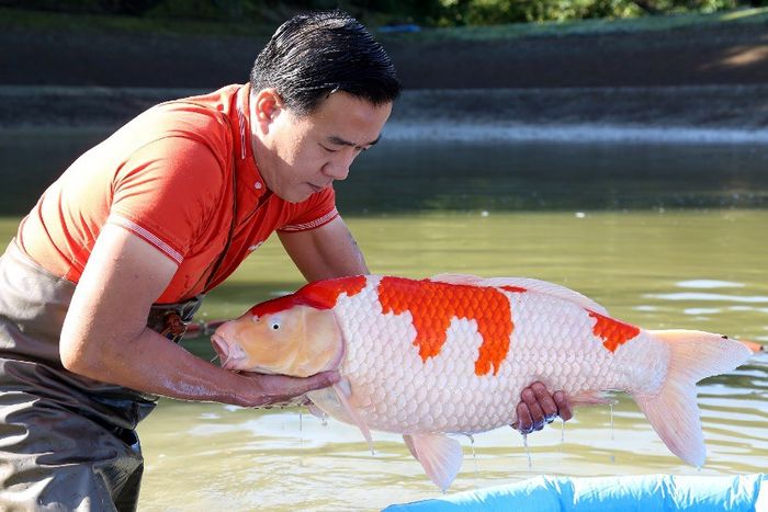 Hình ảnh 1 của Ruby Koi Farm