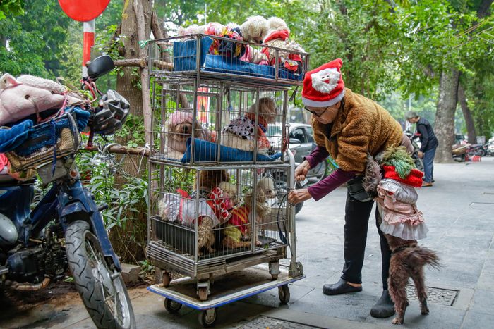 Ông lão 71 tuổi tự chế xe đưa đàn poodle 13 con đi dạo: Chỉ khi không yêu thú cưng mới là điều không bình thường - Ảnh 2.