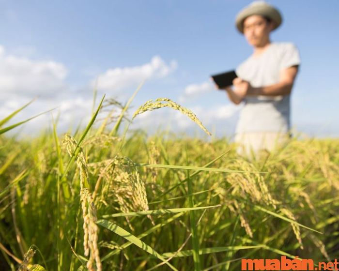Ngành kinh doanh nông nghiệp là gì và có những đặc điểm gì nổi bật?