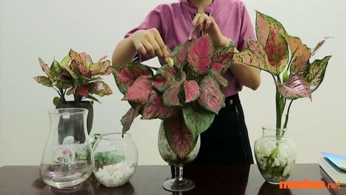 Hướng dẫn trồng và chăm sóc cây Vạn Lộc