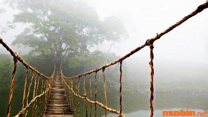 Ngắm nhìn Cầu Mây - Chiếc cầu giản dị nổi tiếng toàn cầu chỉ với một bức ảnh