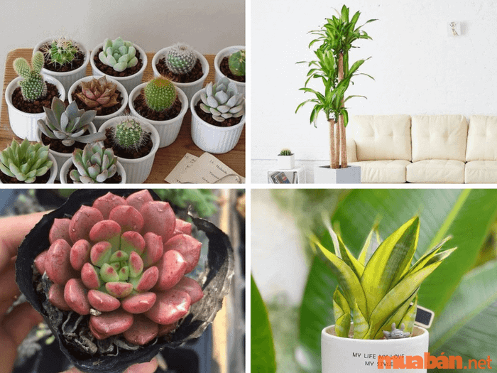 Cây phong thủy phù hợp với người tuổi Mão – mệnh Thổ