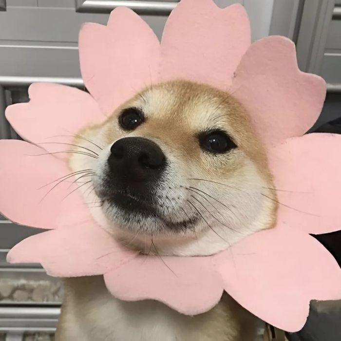 meme về chủ đề tình yêu